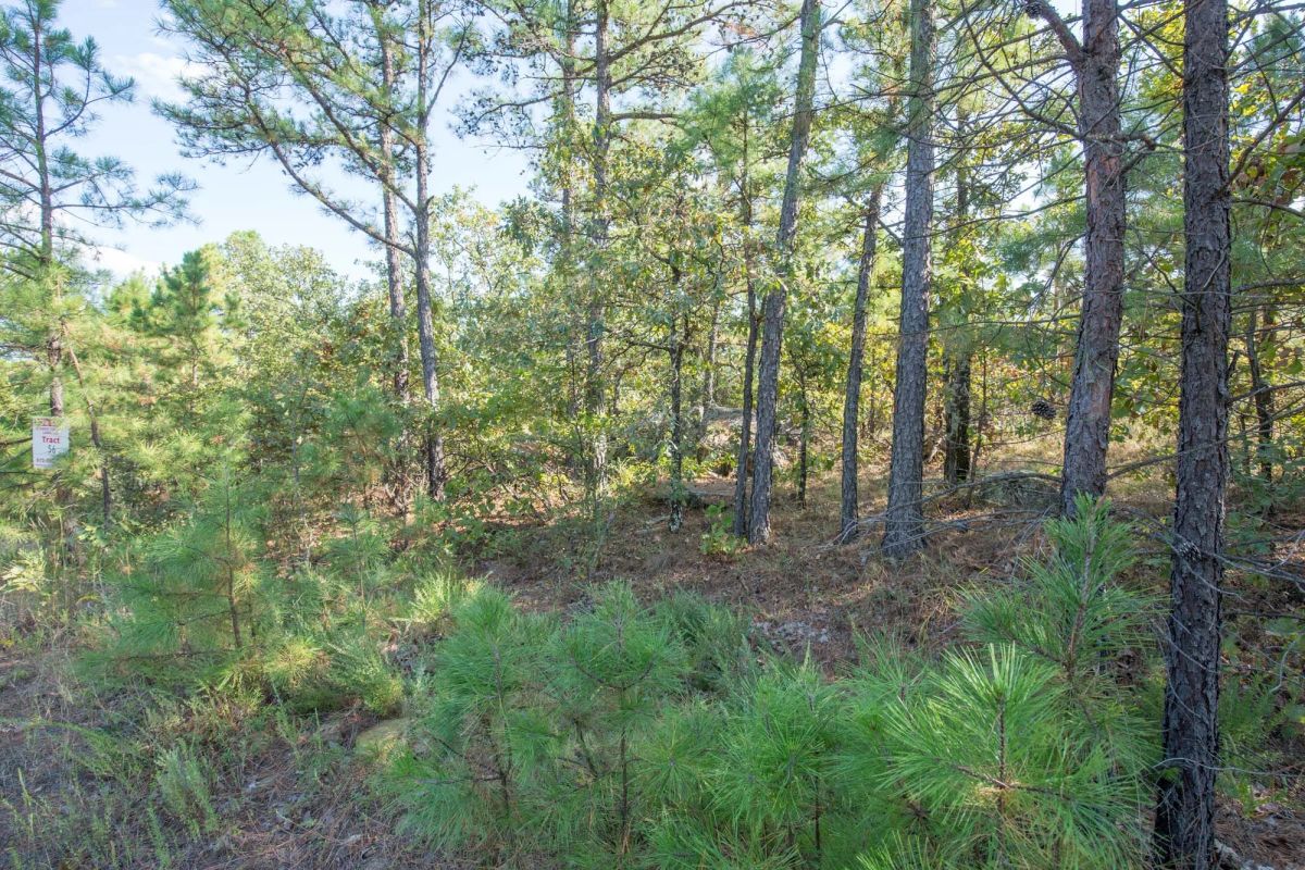 Decorative background for Stone Bridge Phase I Tract 56 image 6