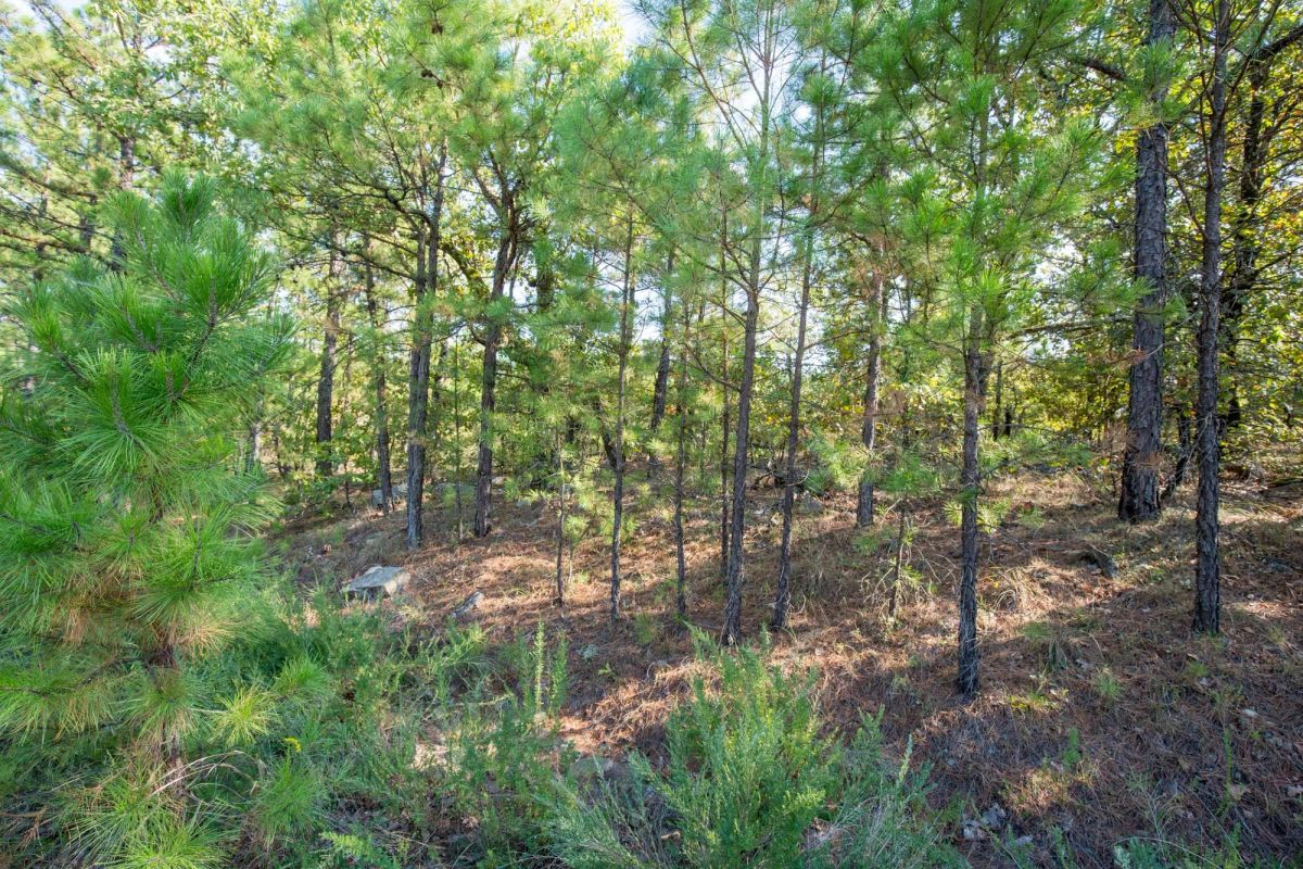 Decorative background for Stone Bridge Phase I Tract 56 image 9