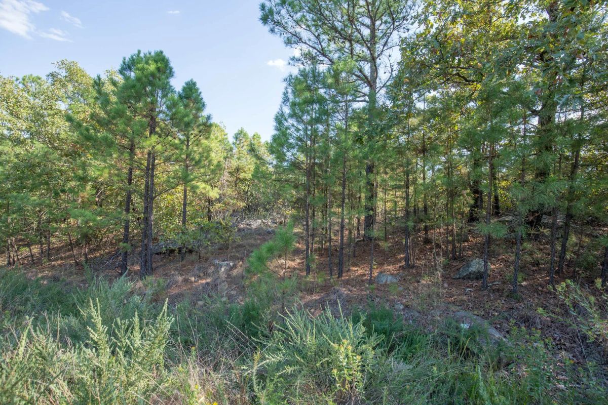 Decorative background for Stone Bridge Phase I Tract 56 image 12
