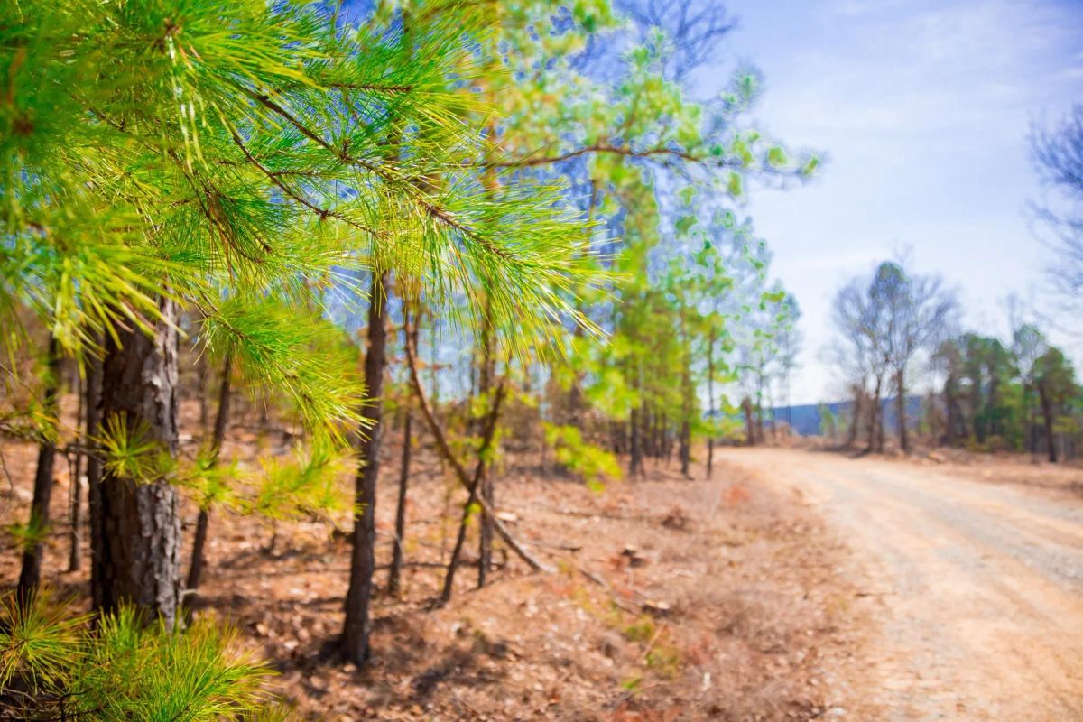 Decorative background for Stone Creek Phase II Tract 116 image 9