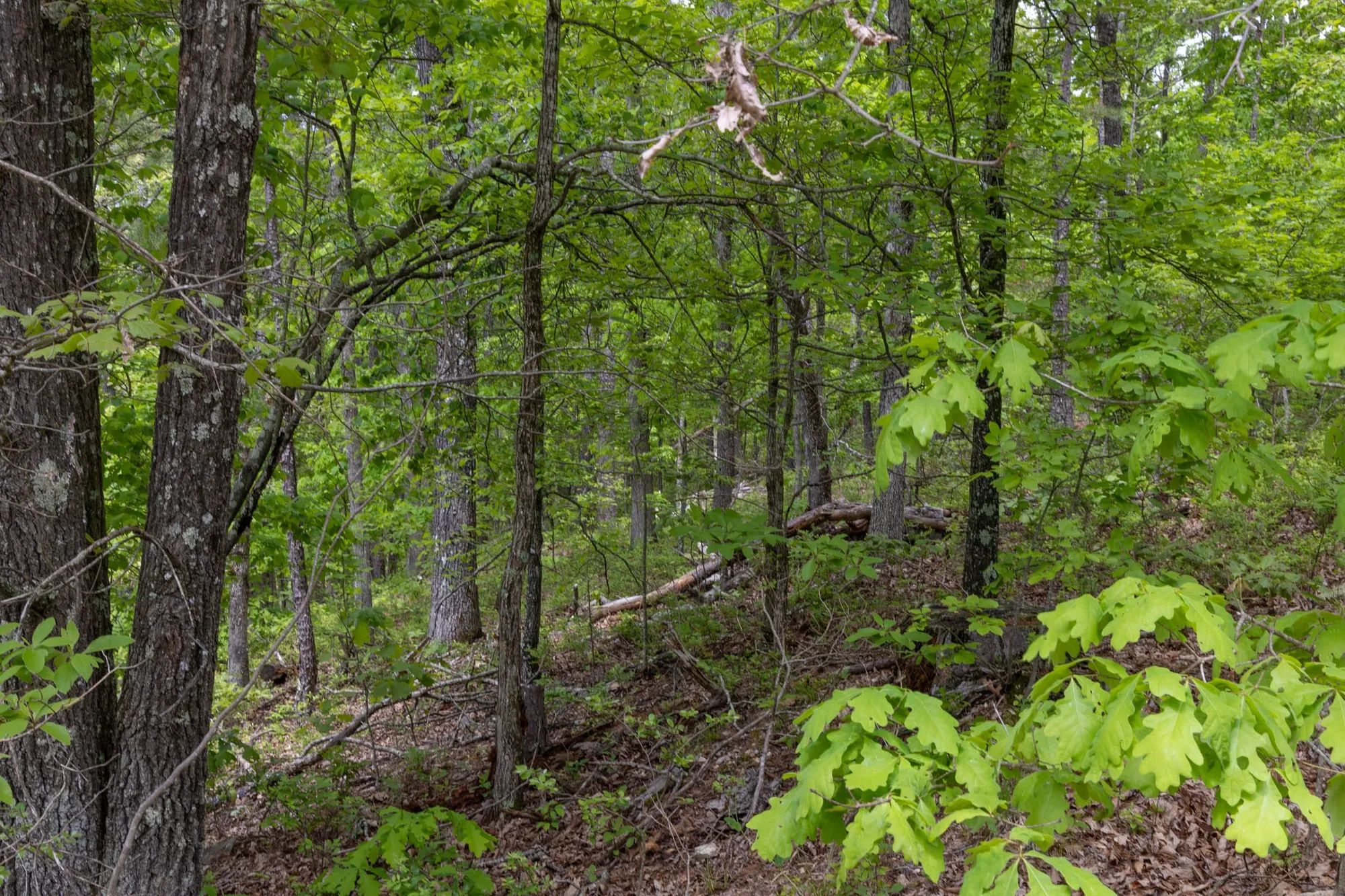 Sleepy Hollow Phase II Tract 67 in Texas County, MO
