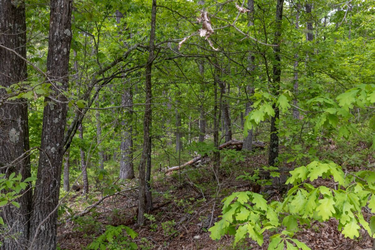 Sleepy Hollow Phase II Tract 67 - Main image