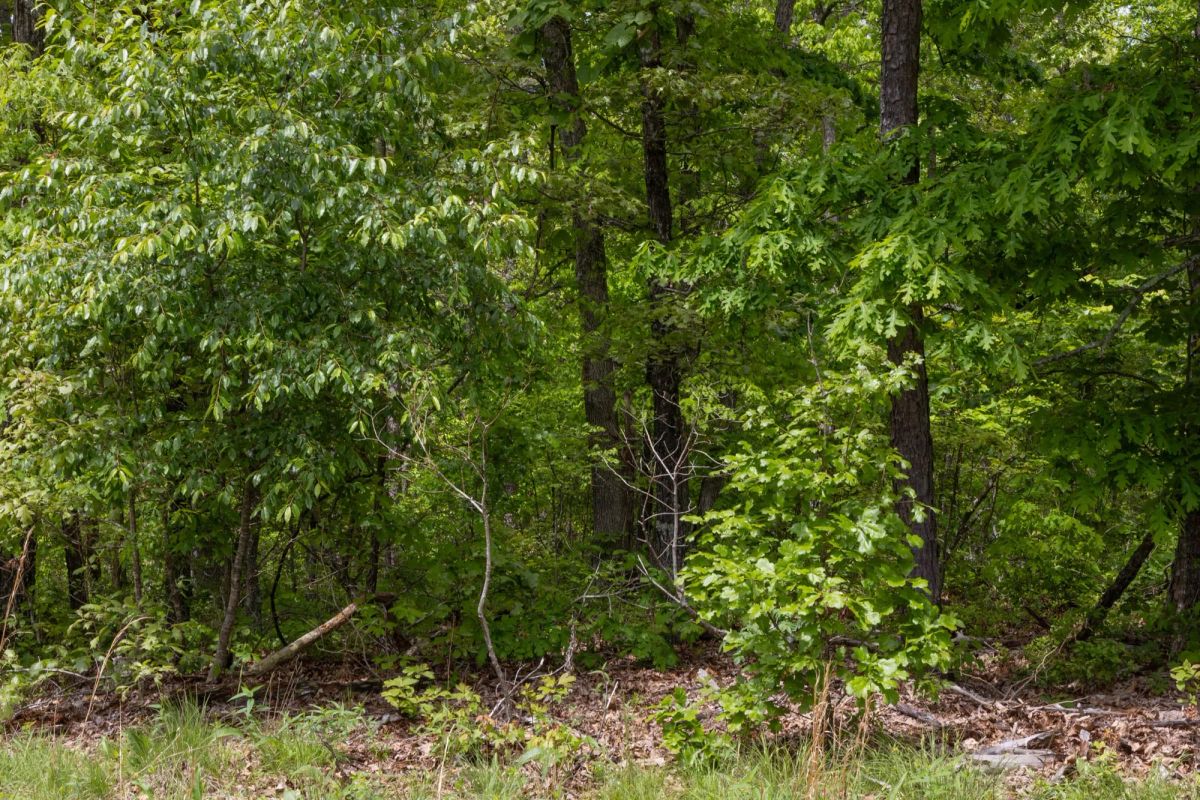 Sleepy Hollow Phase II Tract 67 - Image 4