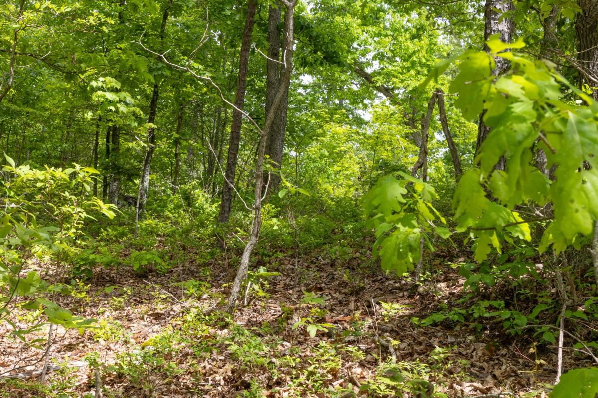 Decorative background for Sleepy Hollow Phase II Tract 67 image 6