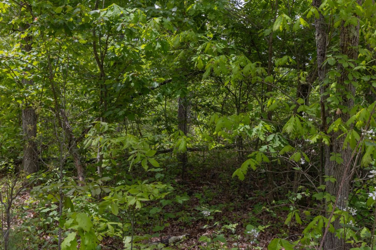 Decorative background for Sleepy Hollow Phase II Tract 67 image 7