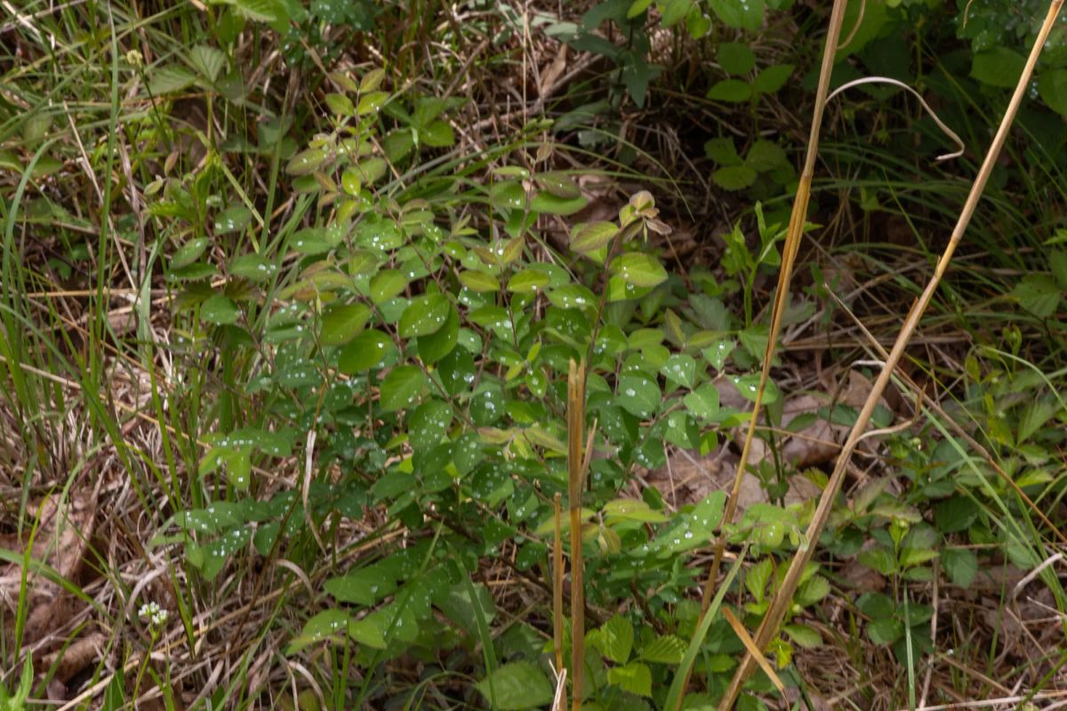 Decorative background for Sleepy Hollow Phase II Tract 67 image 8