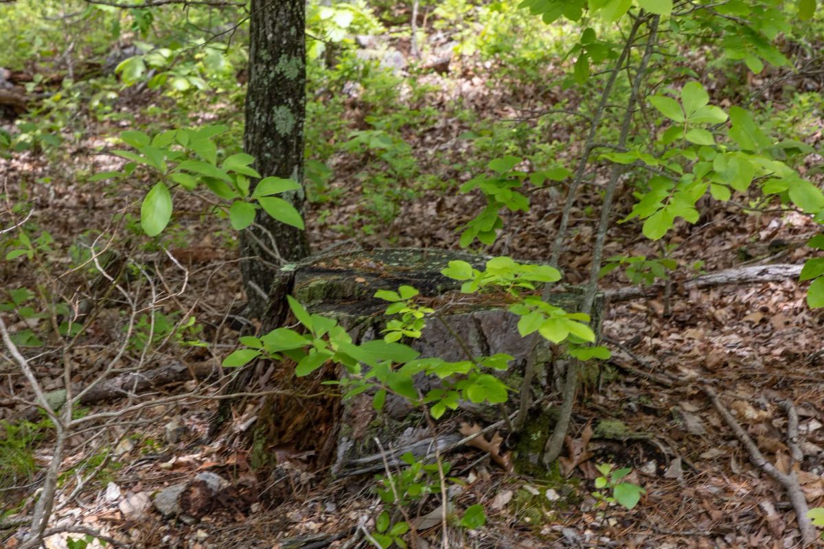 Decorative background for Sleepy Hollow Phase II Tract 67 image 9