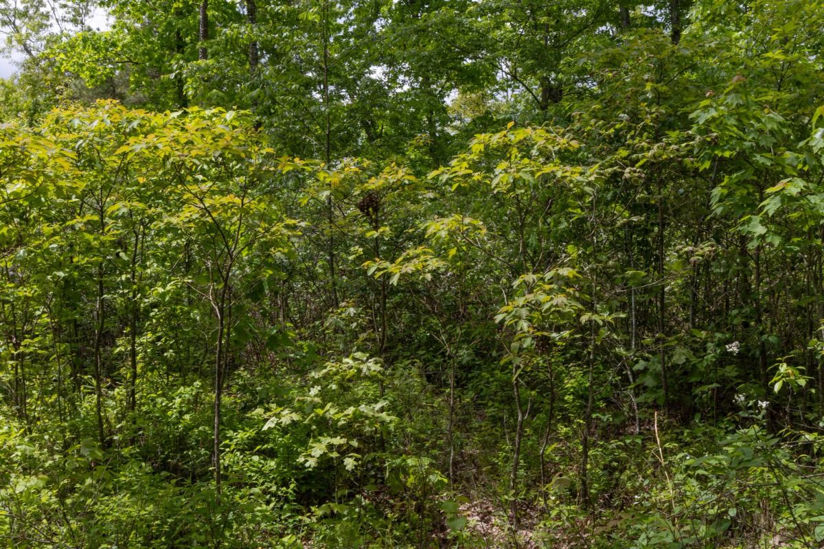 Decorative background for Sleepy Hollow Phase II Tract 67 image 11
