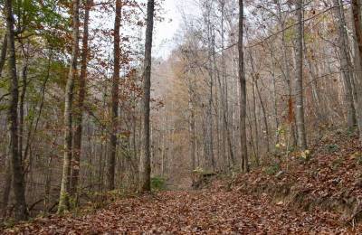 Autumn Ridge Tract 8
