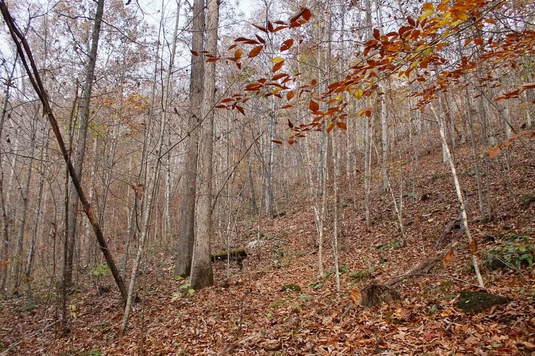 Autumn Ridge Tract 8 - Image 2