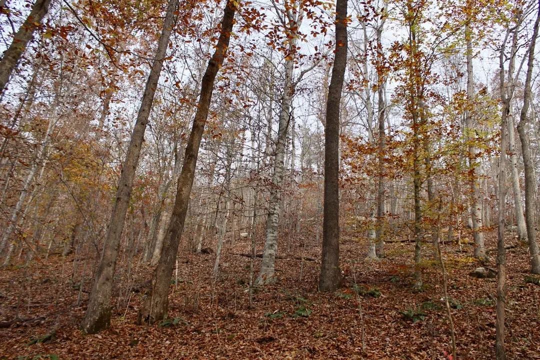Autumn Ridge Tract 8 - Image 3
