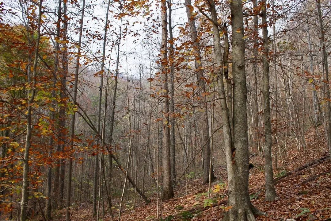 Autumn Ridge Tract 8 in Leslie County, KY
