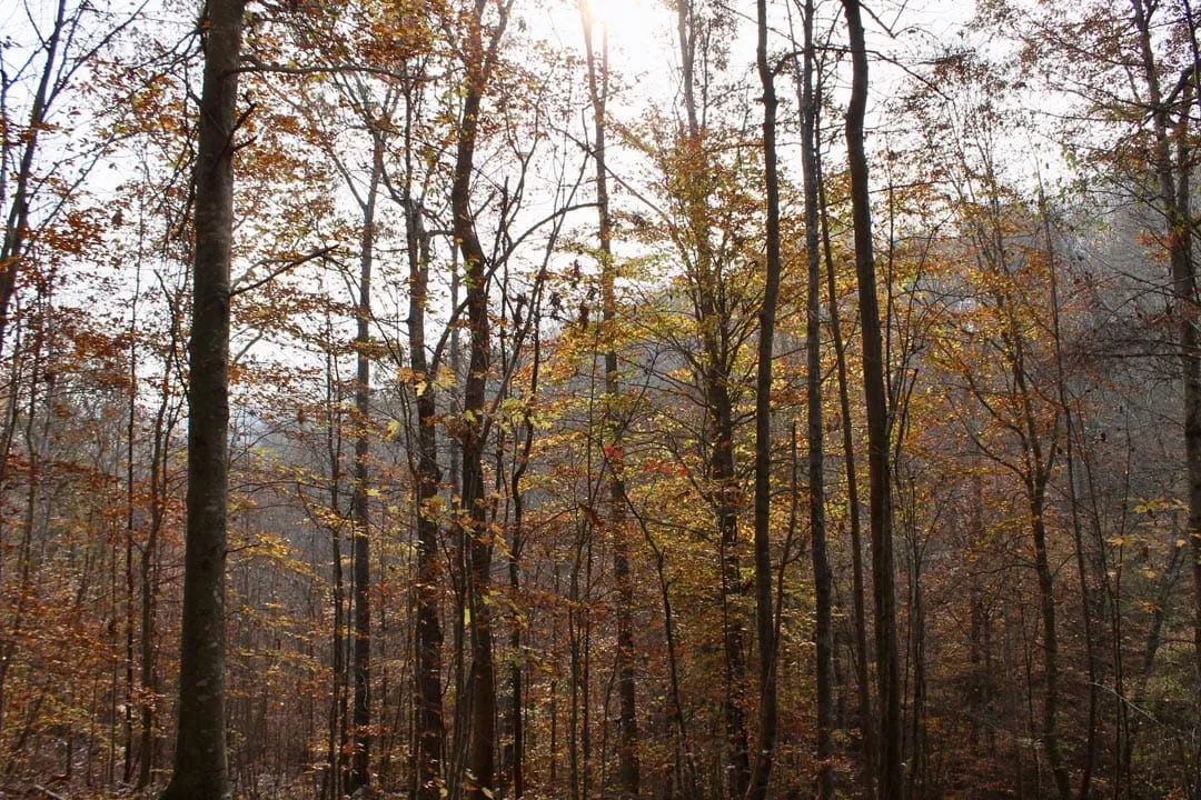 Decorative background for Autumn Ridge Tract 8 image 5