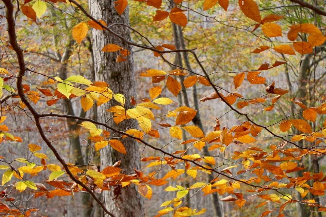 Decorative background for Autumn Ridge Tract 8 image 6