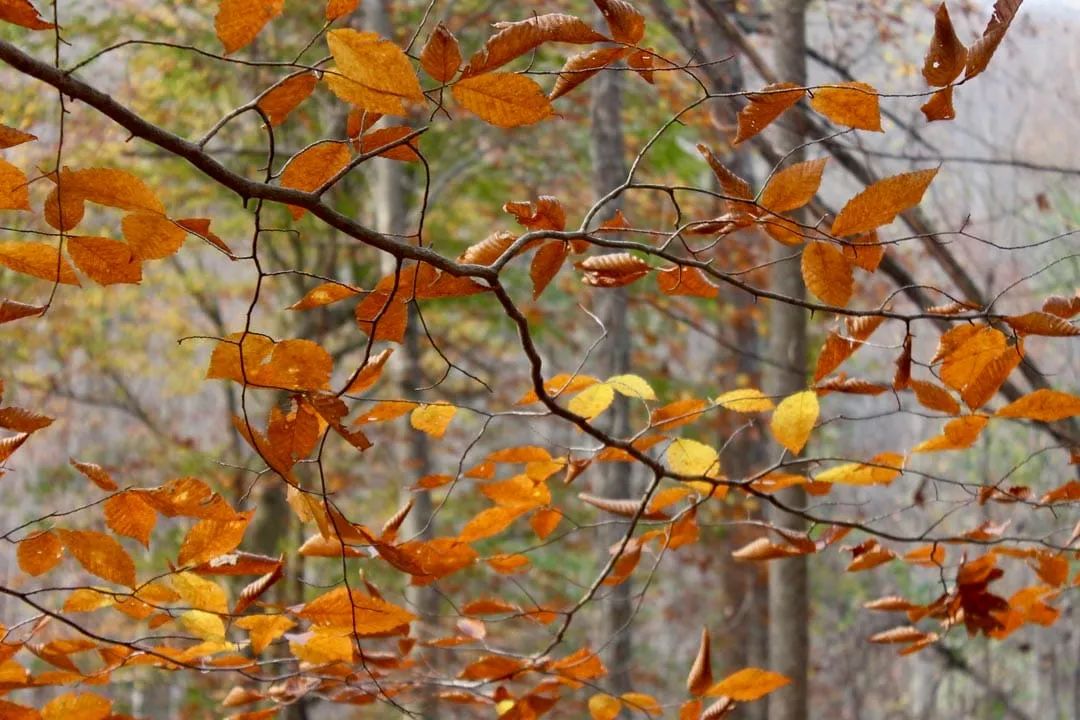 Decorative background for Autumn Ridge Tract 8 image 7