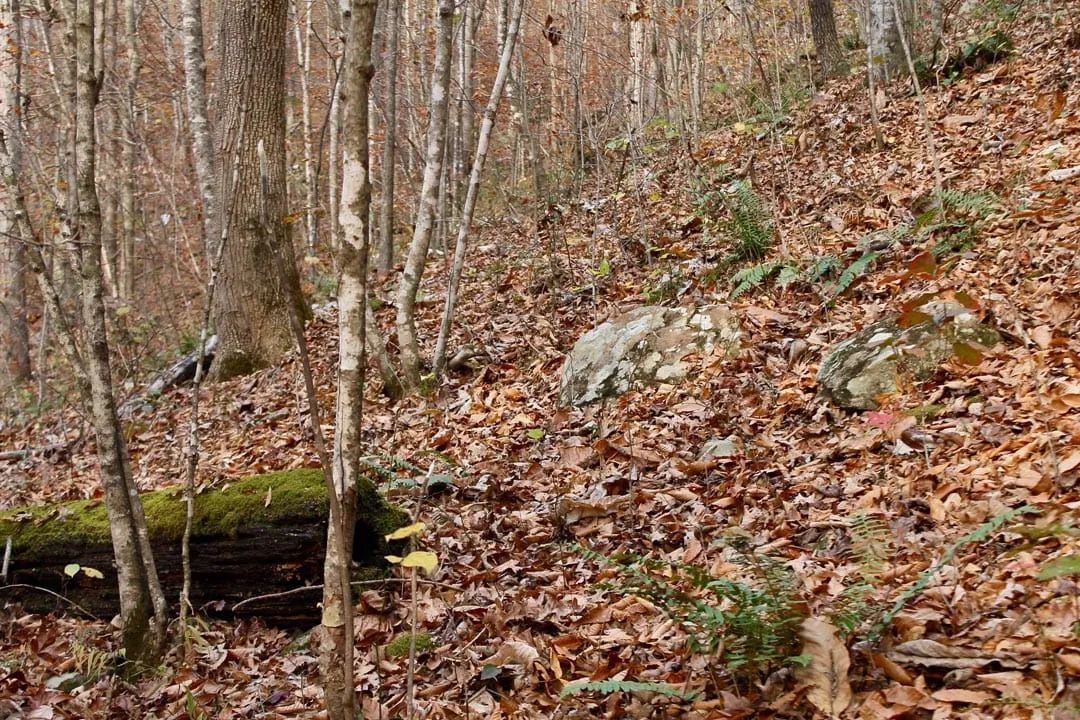 Decorative background for Autumn Ridge Tract 8 image 8