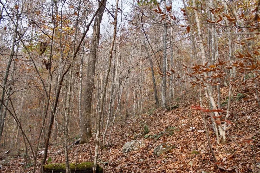 Decorative background for Autumn Ridge Tract 8 image 9