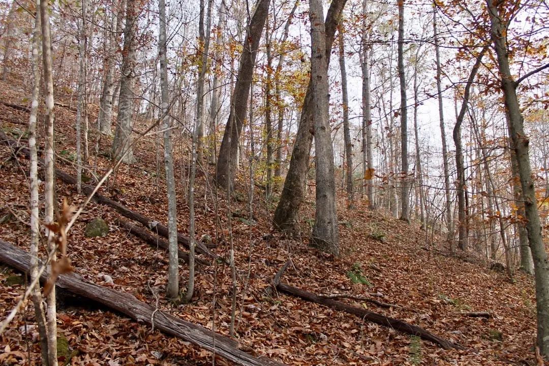 Decorative background for Autumn Ridge Tract 8 image 10