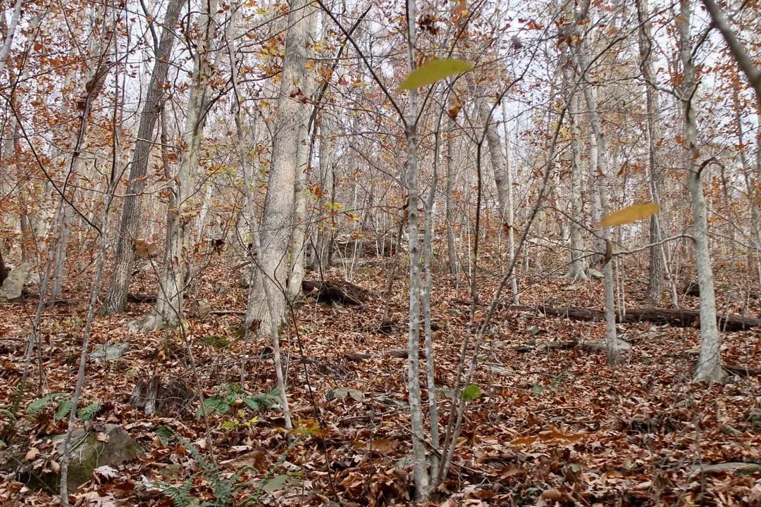 Decorative background for Autumn Ridge Tract 8 image 12