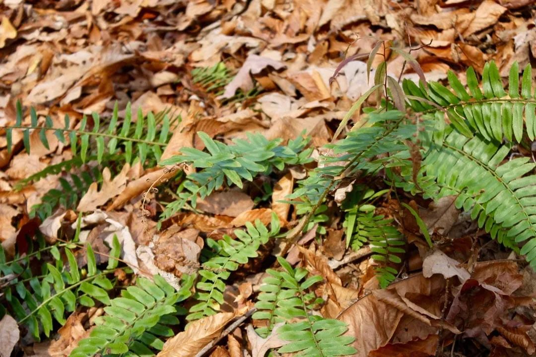 Decorative background for Autumn Ridge Tract 8 image 13