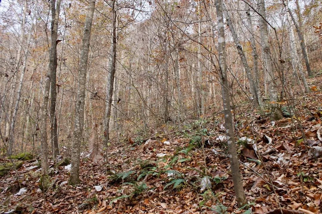 Decorative background for Autumn Ridge Tract 8 image 14