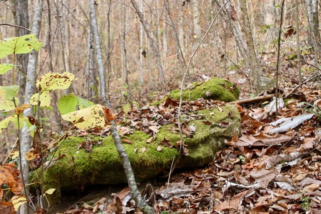 Decorative background for Autumn Ridge Tract 8 image 15