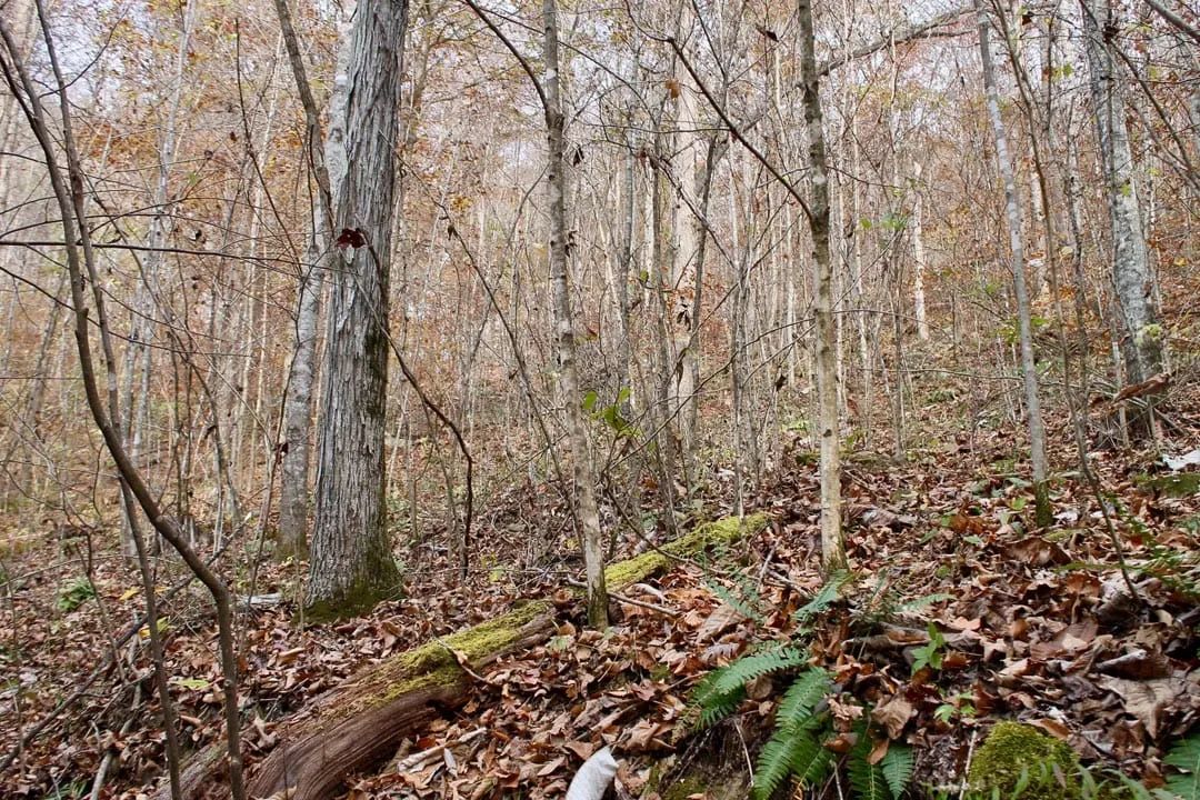 Decorative background for Autumn Ridge Tract 8 image 16