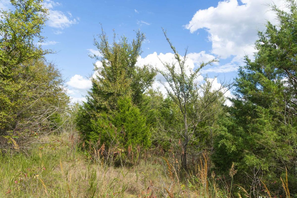 Decorative background for Reserves At Cattail Cove Phase II Tract 96 image 5