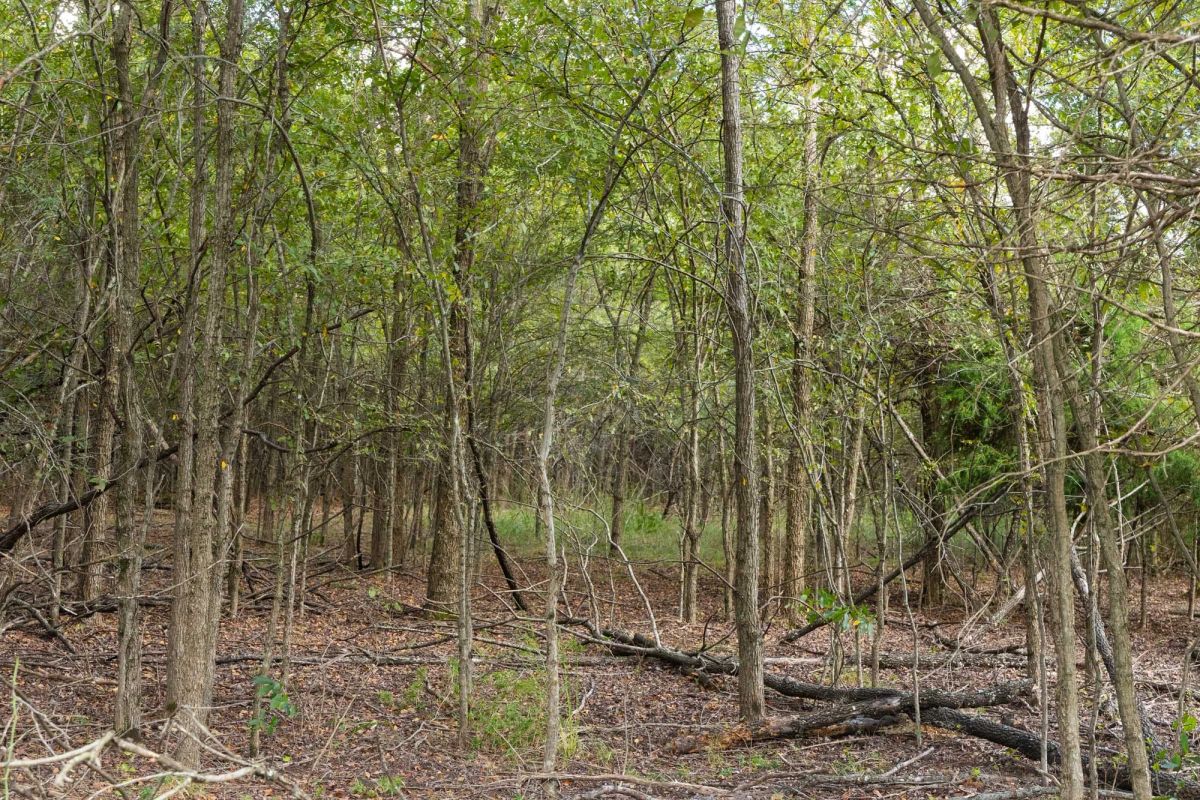 Decorative background for Reserves At Cattail Cove Phase II Tract 96 image 6