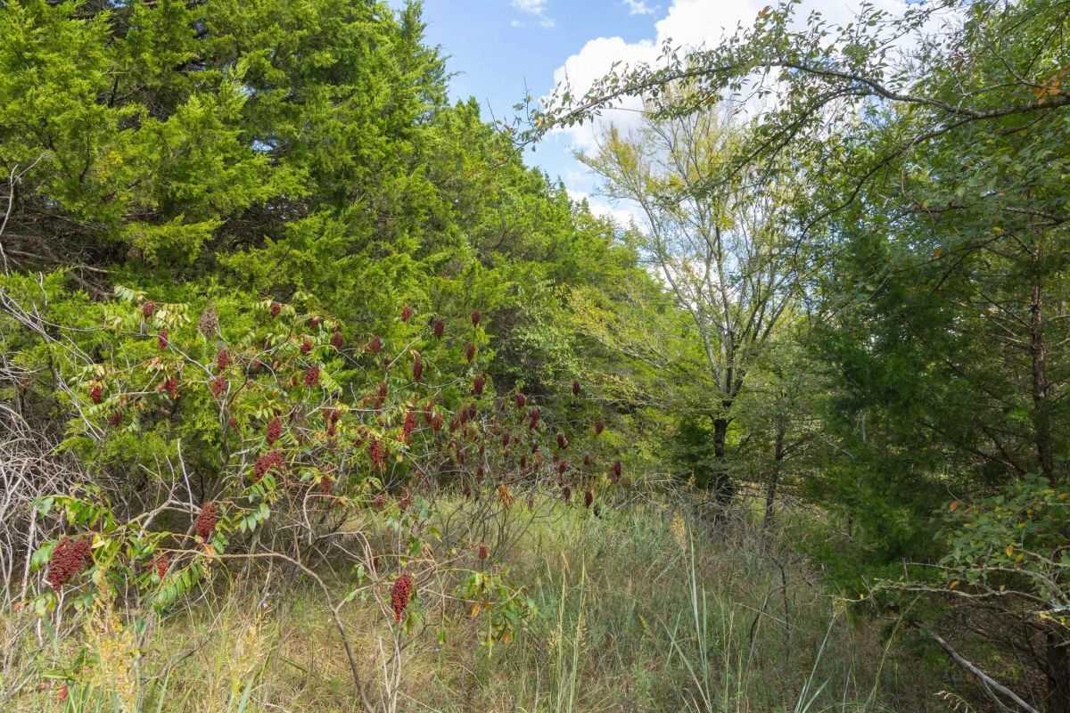 Decorative background for Reserves At Cattail Cove Phase II Tract 96 image 7