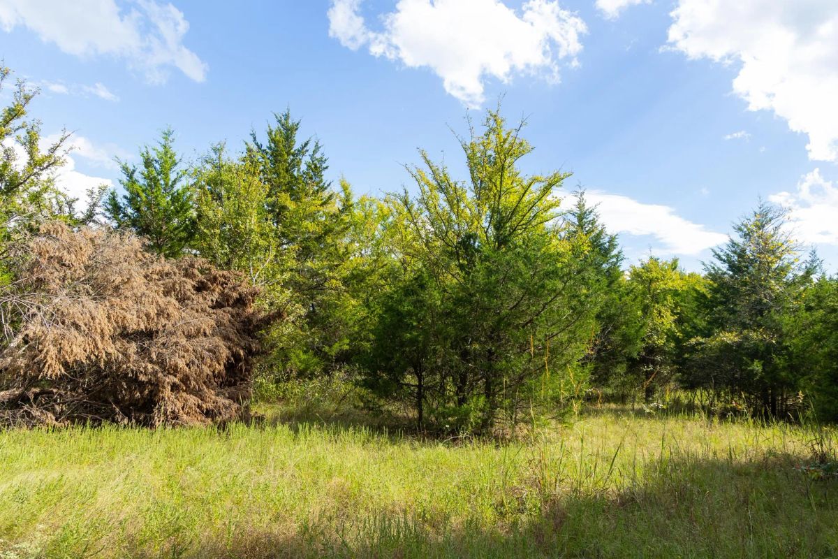 Decorative background for Reserves At Cattail Cove Phase II Tract 96 image 8