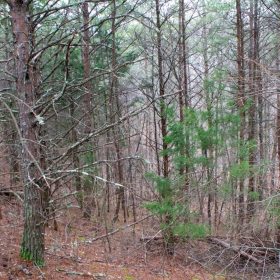 Majestic Rock Ranch Tract 1 in Rockcastle County, KY
