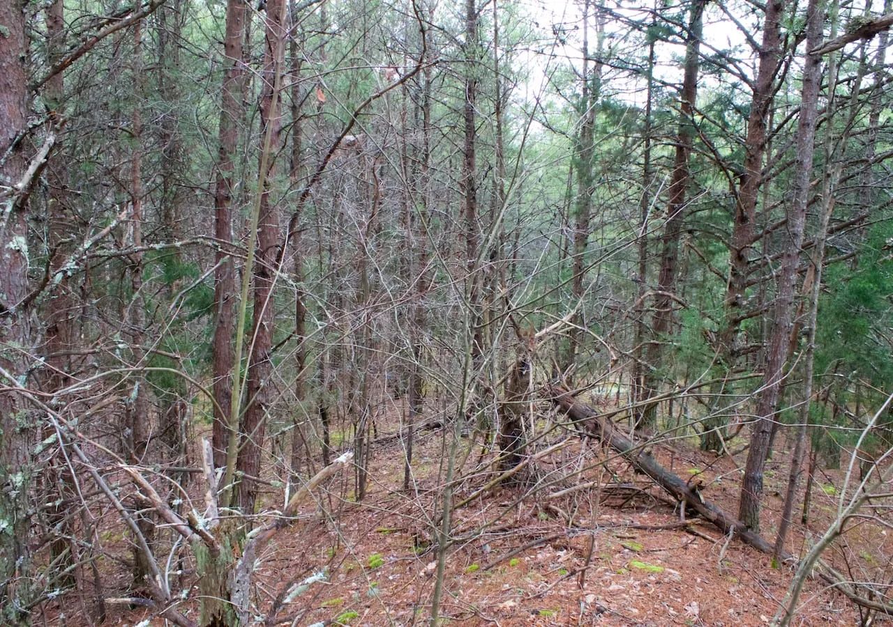 Majestic Rock Ranch Tract 1 in Rockcastle County, KY