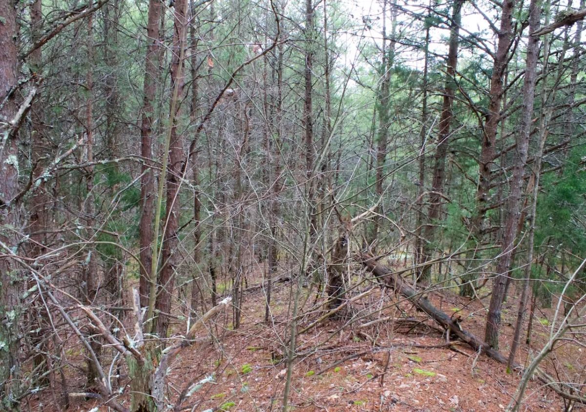Majestic Rock Ranch Tract 1 - Image 4