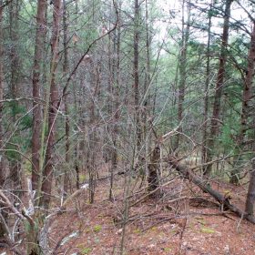 Majestic Rock Ranch Tract 1 in Rockcastle County, KY