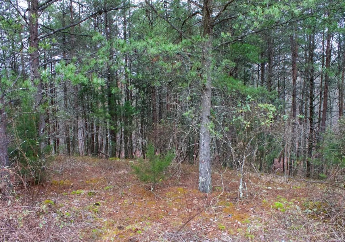 Decorative background for Majestic Rock Ranch Tract 1 image 5