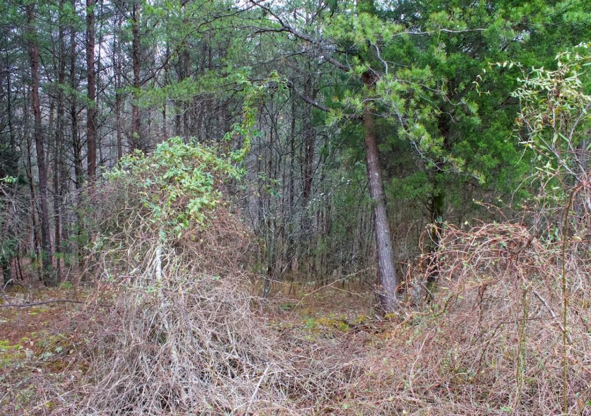 Decorative background for Majestic Rock Ranch Tract 1 image 6