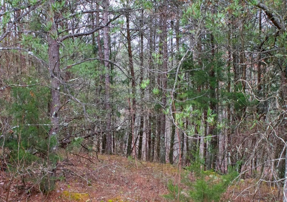 Decorative background for Majestic Rock Ranch Tract 1 image 7