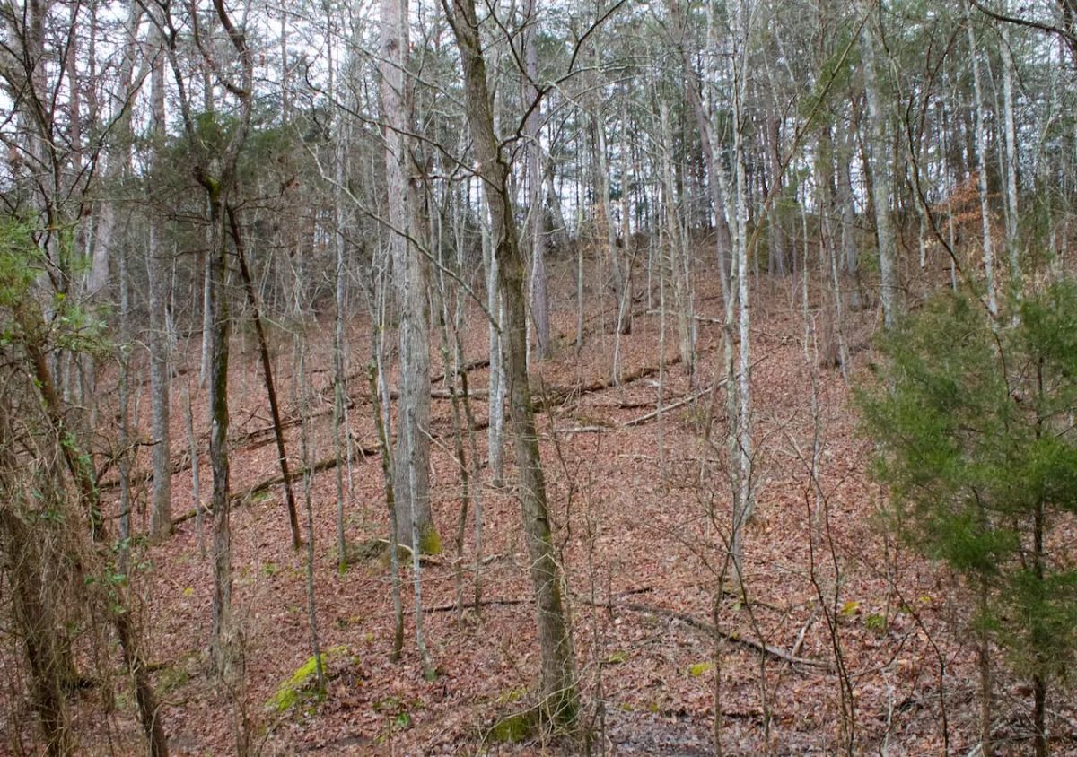 Decorative background for Majestic Rock Ranch Tract 1 image 8