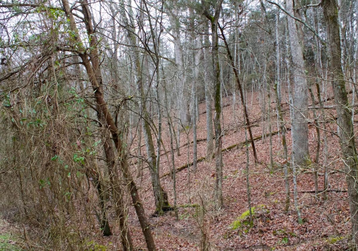 Decorative background for Majestic Rock Ranch Tract 1 image 10