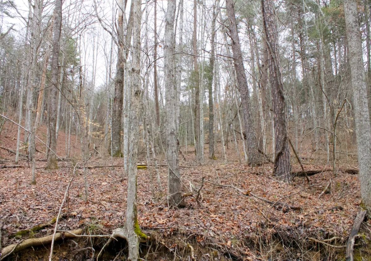 Decorative background for Majestic Rock Ranch Tract 1 image 11