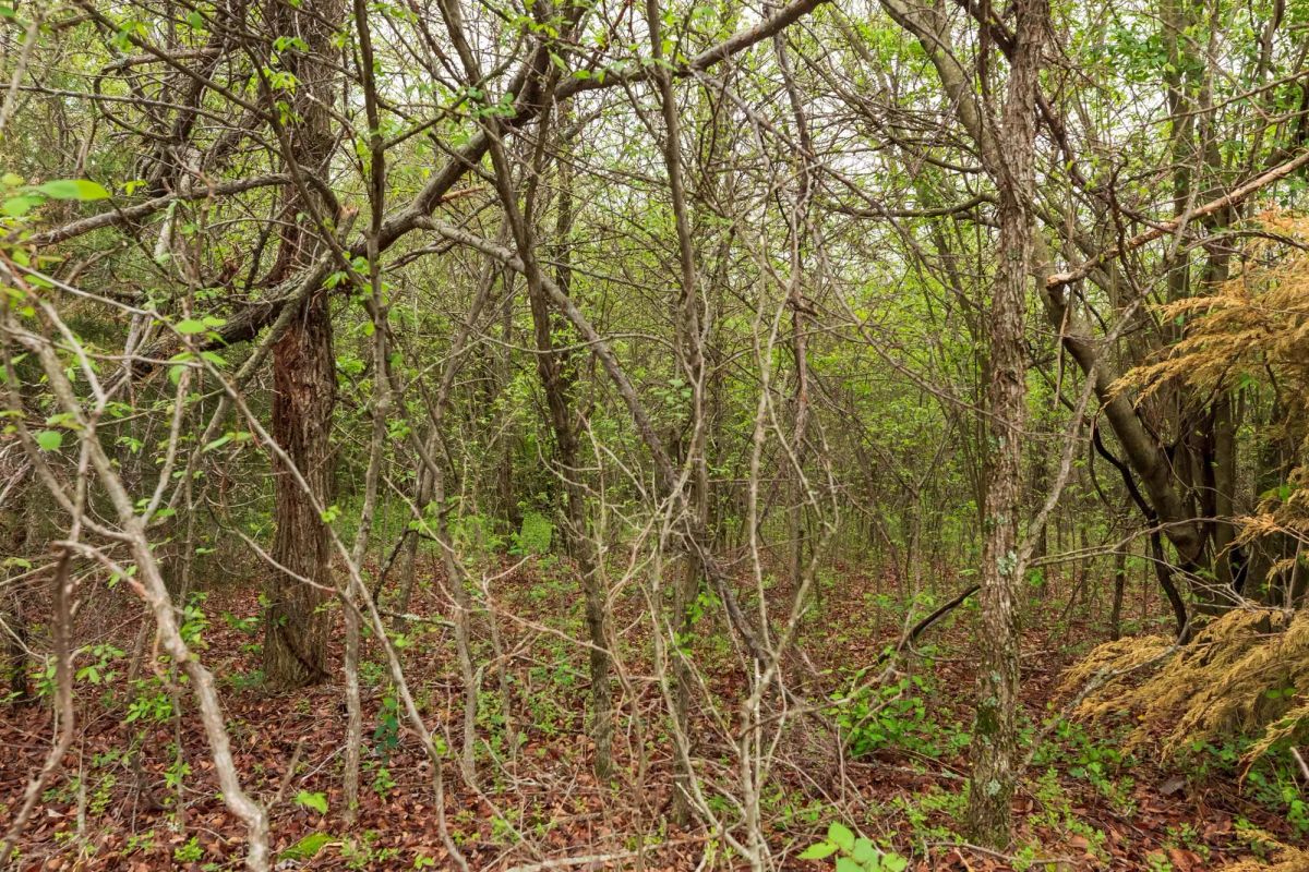 Moonrise Meadows Tract 11 - Image 2