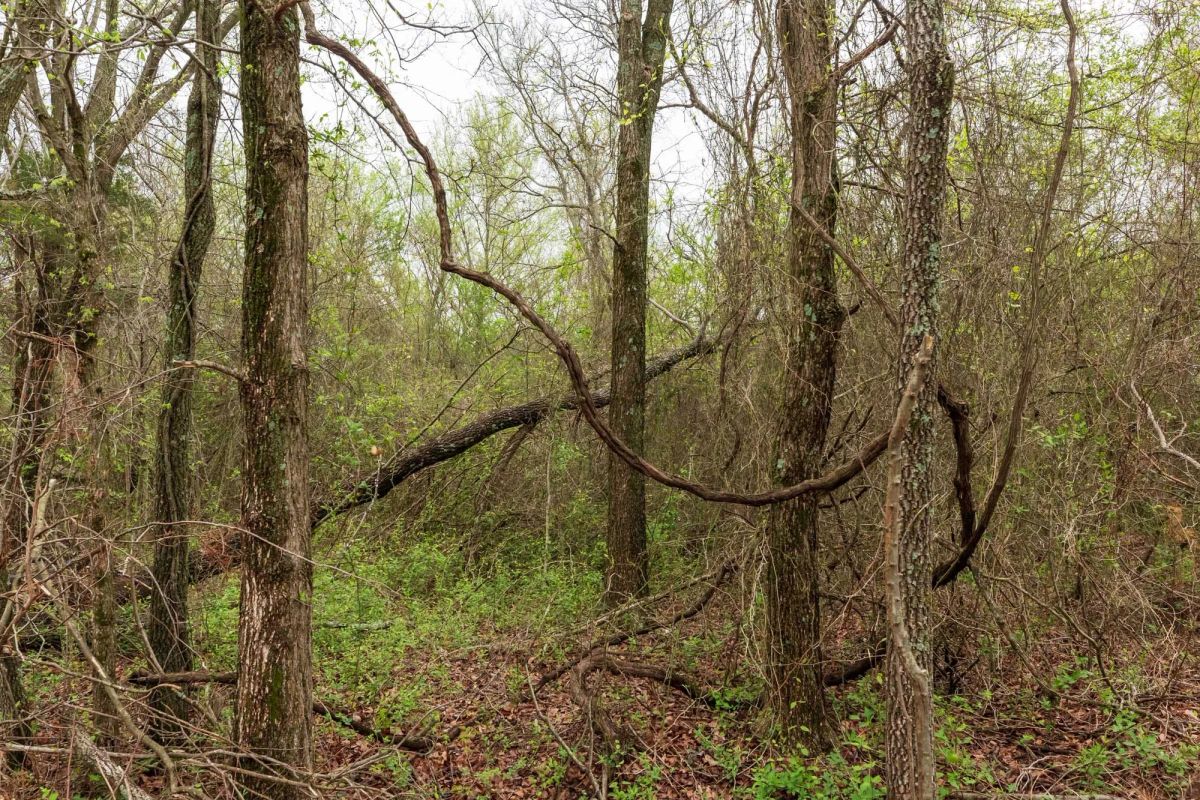 Decorative background for Moonrise Meadows Tract 11 image 5