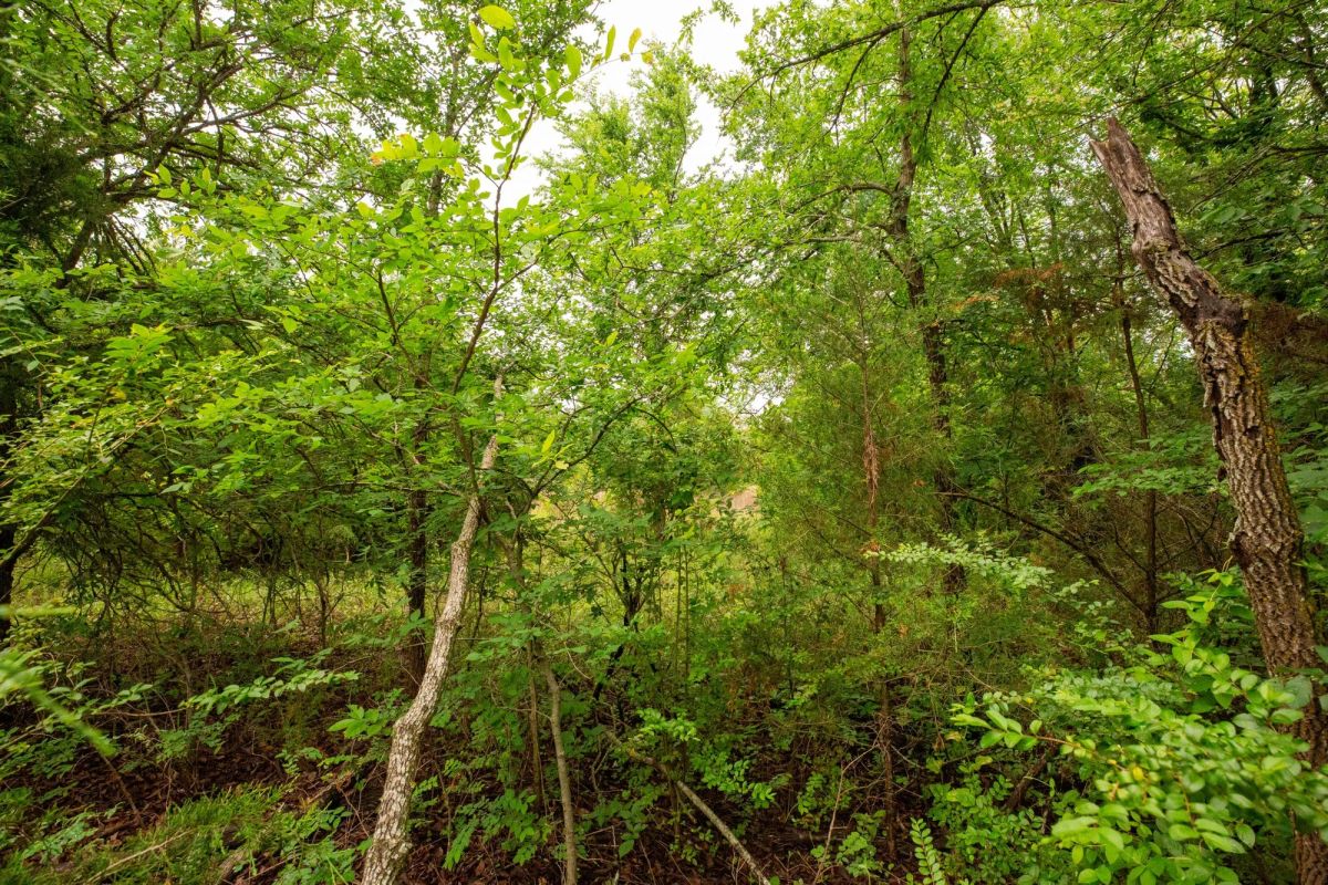 Decorative background for Moonrise Meadows Tract 11 image 6