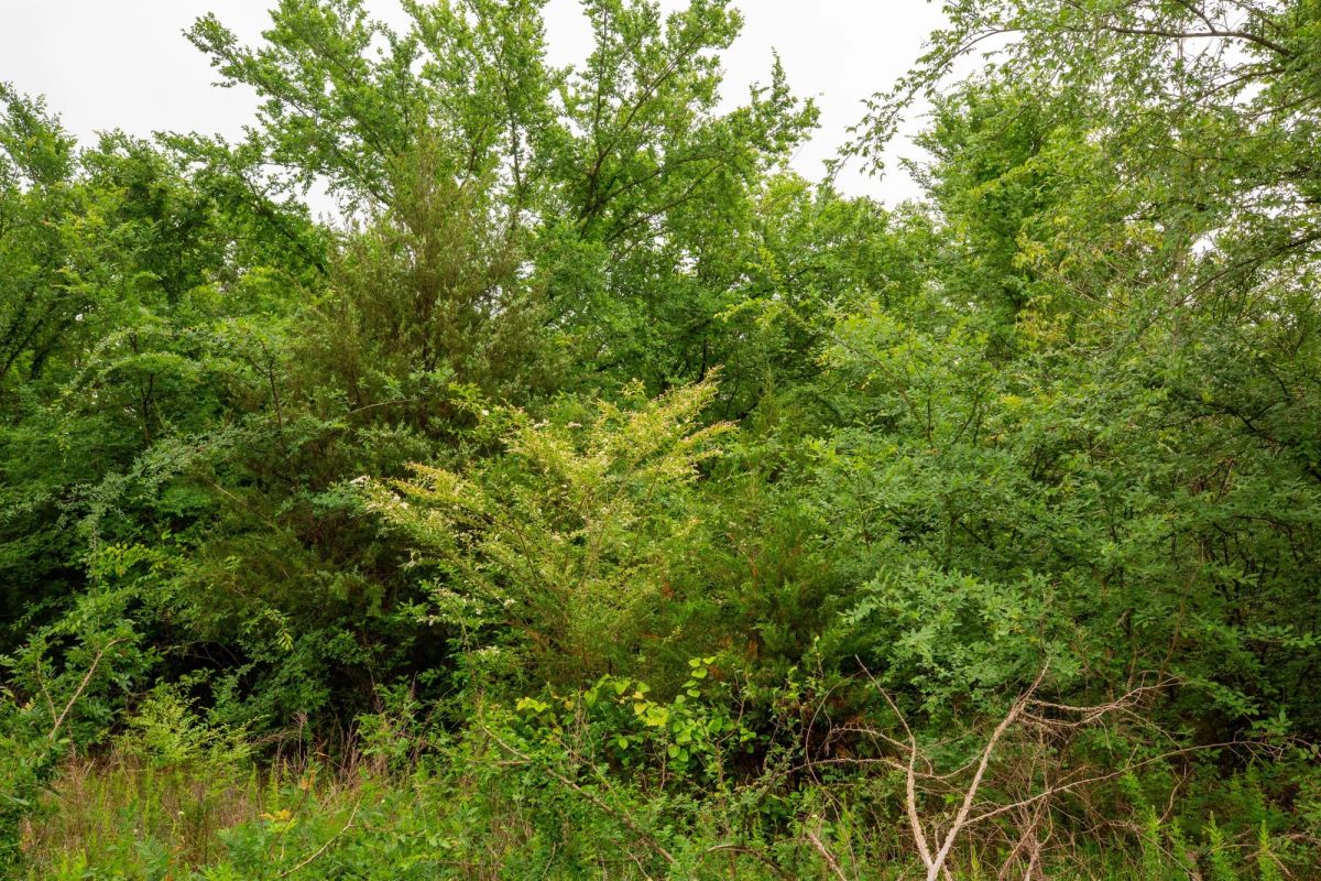Decorative background for Moonrise Meadows Tract 11 image 9