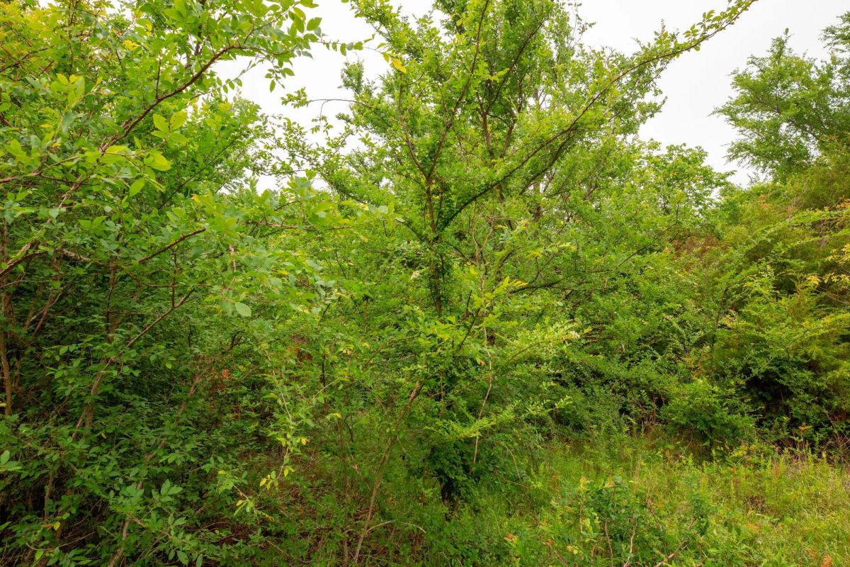 Decorative background for Moonrise Meadows Tract 11 image 10