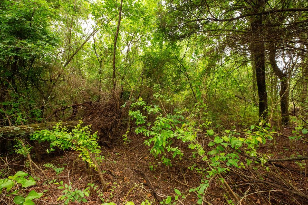 Decorative background for Moonrise Meadows Tract 11 image 14