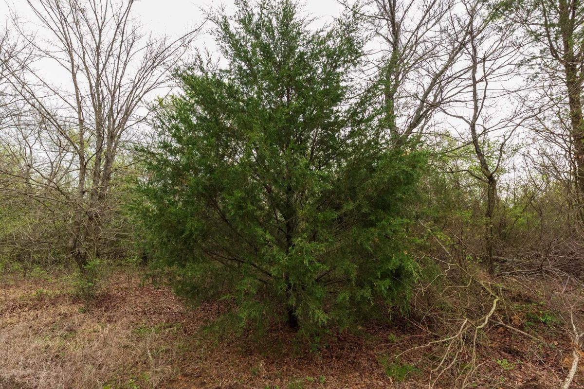 Decorative background for Moonrise Meadows Tract 11 image 15