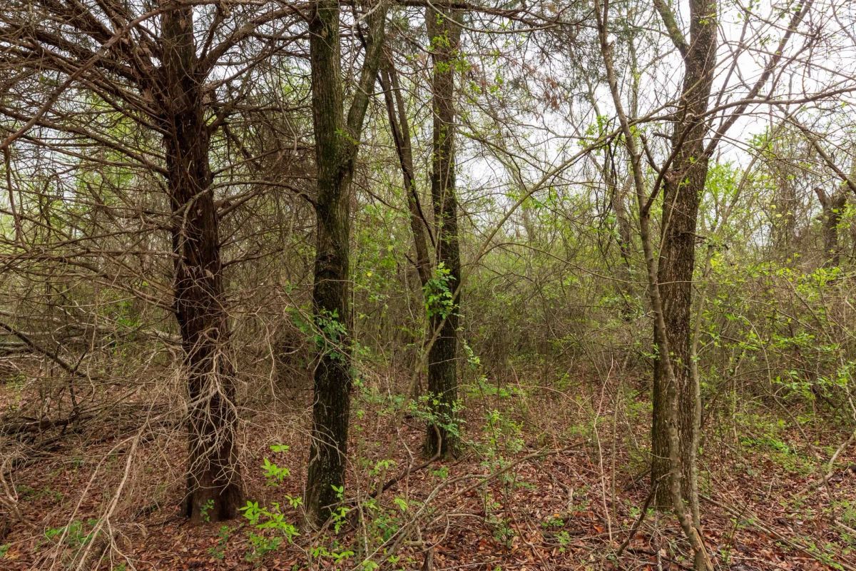Decorative background for Moonrise Meadows Tract 11 image 16