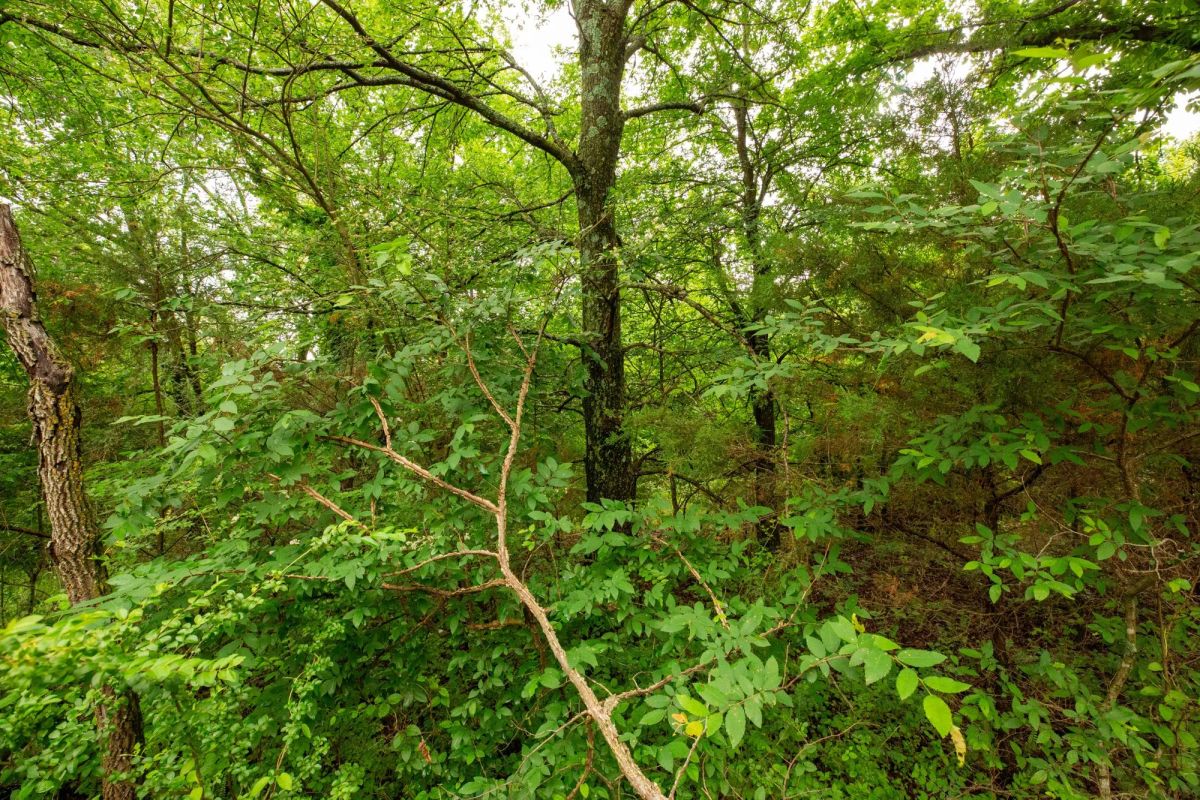 Decorative background for Moonrise Meadows Tract 11 image 17